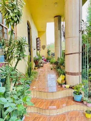 a courtyard of a house with many plants at Luxor Nile View Flats in Luxor