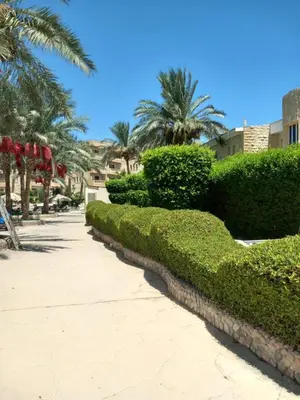 a row of hedges and a sidewalk with palm trees at Palma Resort Hurgáda,8P4J22Q, Hurgada Palma Resort, apartment K75, Al Ismaileya, in Hurghada
