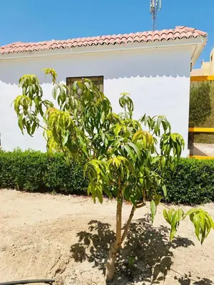 a small tree in front of a house at One room in a compound with the swimming pool in Hurghada