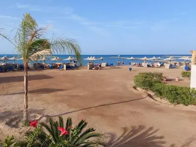 a sandy beach with a palm tree and the ocean at Turtles Beach resort Hurghada Studio view sea view pool private beach Pools anf sunny balcony in Hurghada
