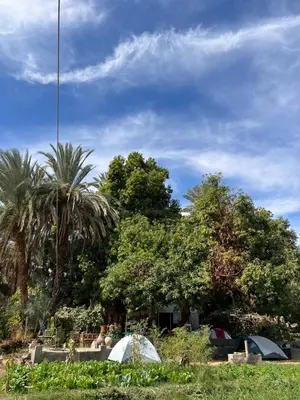 a group of tents in a park with trees at Salatoos Mango Garden and Guesthouse in Aswan