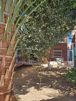 an orange tree in front of a building at Casa Helvetica in Luxor