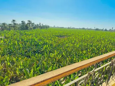 a field of green plants with a wooden fence at Ramses Apartment in Luxor