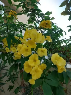 a bunch of yellow flowers on a plant at Villa 2 apartament 3 sea view infront of Palma de Meritee in Hurghada