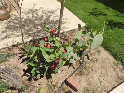 a plant with red flowers in a garden at Villa Makadi Heights in Hurghada