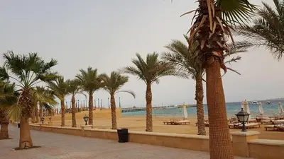 a row of palm trees on a beach next to the ocean at Designer Loft mit grandiosem Meerblick am roten Meer in Hurghada
