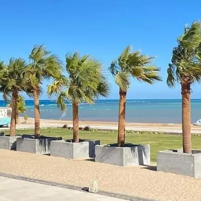 a row of palm trees in a park near the beach at Selena bay apartment beach in Hurghada