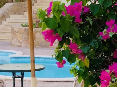 a plant with pink flowers next to a swimming pool at Makadi Heights lovely flat in Hurghada