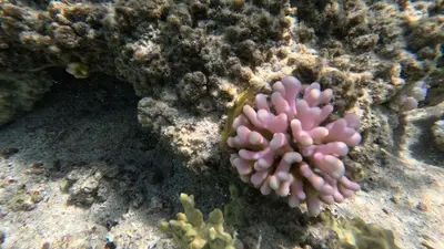 a pink sponge in the coral reef at Camelgila Appartment Royal Residence in Port Ghalib