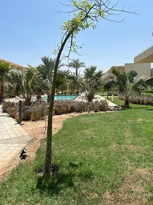 a tree in the grass next to a swimming pool at Peaceful 1BR studio at G-Crib El Gouna in Hurghada