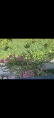 a window view of a garden with pink flowers at King mou in ‘Ezbet Abu Ḥabashi