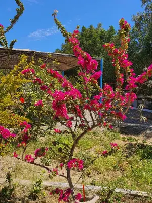 a tree with pink flowers in a garden at منتجع لاكشيري جميع الرفاهيات و الكماليات in Hurghada