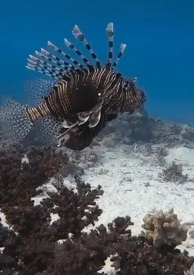 a lionfish swimming over a coral reef at Tiba Golden Resort in Hurghada