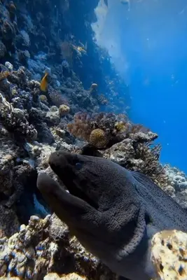 a fish is laying on a coral reef at Tiba Golden Resort in Hurghada