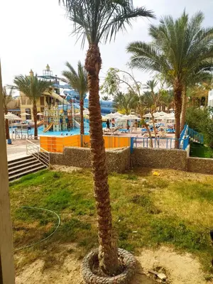 a palm tree in front of a swimming pool at ميراج in Hurghada