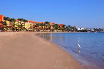a white bird standing in the water on a beach at Esplanadа Apartments in Hurghada