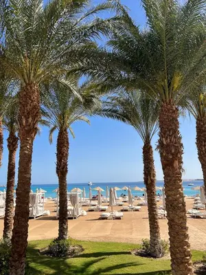 a group of palm trees on the beach at Tawaya 1br with sea view in Hurghada