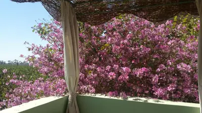 a view of pink flowers from a window at Luxor Experience Guest House in Luxor