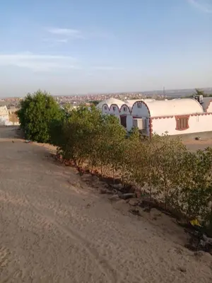a row of bushes on the side of a road at Nuba in Aswan