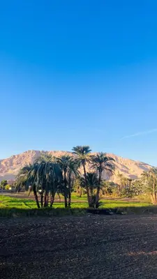 a group of palm trees in the middle of a field at Nubian House in Al Aqālitah
