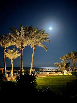 a group of palm trees in a park at night at Villa Shams El Bahr in Hurghada