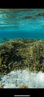 a coral reef in the ocean next to the water at Villa Shams El Bahr in Hurghada