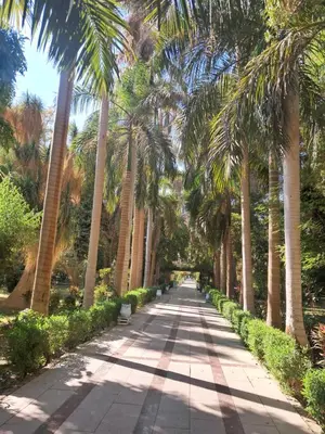 a path lined with palm trees in a park at Hamdy's Felouque in Aswan