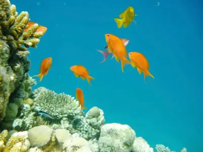 a group of fish swimming in the ocean at Scandic Resort Hurghada, Sea View in Hurghada