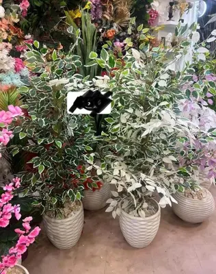 a group of potted plants in pots in a store at The Retreat in Hurghada