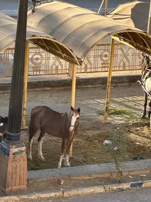 a brown horse standing under a tent at Temple & Nile view in Luxor