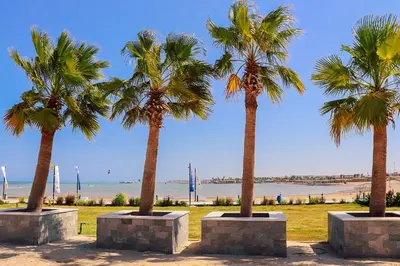 three palm trees in a park near the beach at Selena Bay Resort in Hurghada