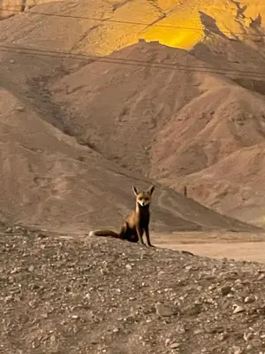 a dog sitting on the side of a mountain at Life in Luxor in Nag` Naqsha