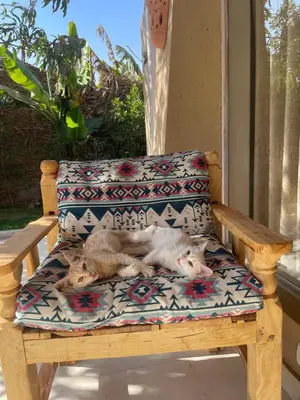 two cats laying on a cushion on a bench at Life in Luxor in Nag` Naqsha