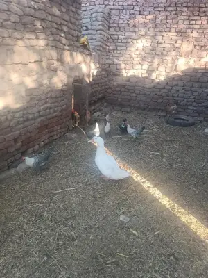 a group of birds standing around in a brick building at Isis farm house in Al Aqālitah