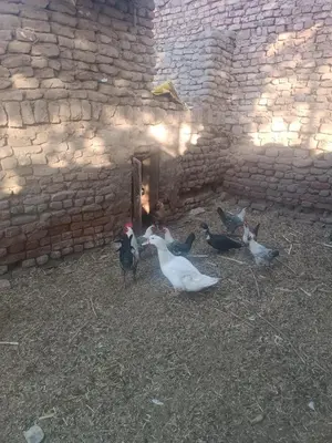 a group of ducks standing around a door in a brick building at Isis farm house in Al Aqālitah