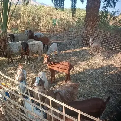 Isis farm house