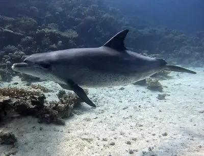 a whale shark swimming in the ocean at Funnydivers Diving center in Hurghada