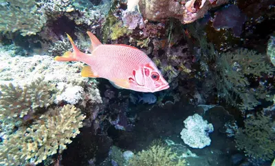 a pink fish is swimming on the reef at Funnydivers Diving center in Hurghada