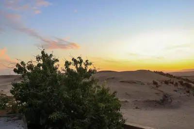a tree in the desert with the sunset in the background at Desert Rose apartments in Luxor