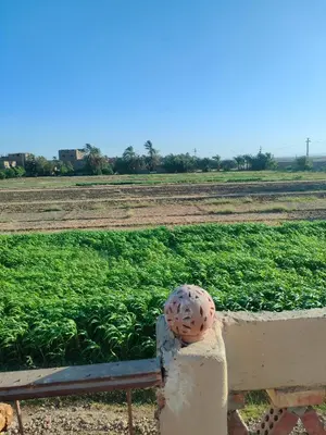 a bench with a helmet sitting on a wall next to a field at El Soun Apartments in Luxor