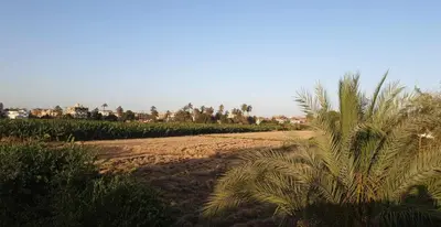 a palm tree next to a dirt road at Jahmed Country Villa Luxor West Bank in Al Aqālitah