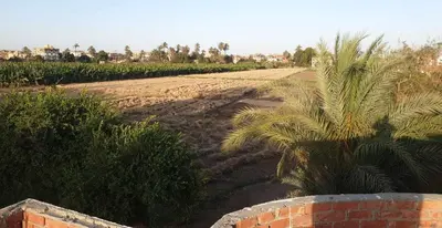 a field with a palm tree and a brick wall at Jahmed Country Villa Luxor West Bank in Al Aqālitah