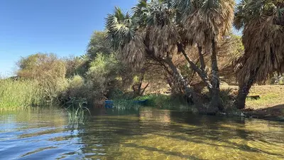 a body of water with palm trees on the side at Assuan Felucca in Aswan