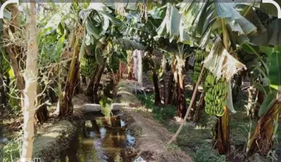 a bunch of bananas hanging from a banana tree at Elbess For Tourism in Al Karnak