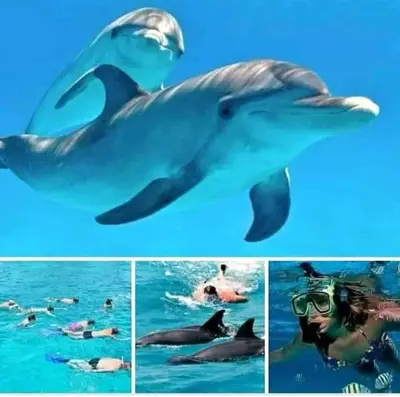 a collage of photos of a dolphin and people in the water at رحلات بحرية دولفين وغواصة وجزر in Hurghada