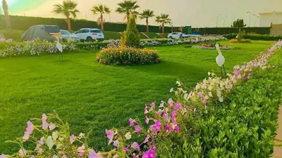 a field of flowers with cars in a parking lot at Cecilia Resort Hurghada in Hurghada
