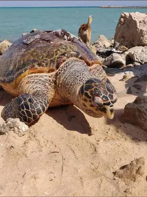 a green sea turtle laying on the beach at 2 bedroom in turtels beach in Hurghada