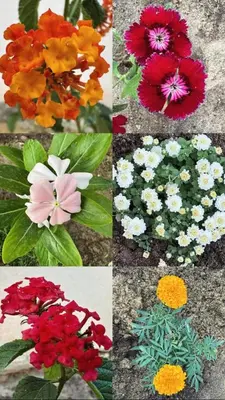 a collage of different flowers in different colors at Morsy Palace in Luxor