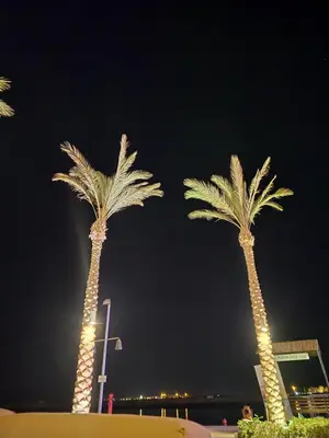 a group of palm trees lit up at night at Florenza Khamsin Sea front in Hurghada