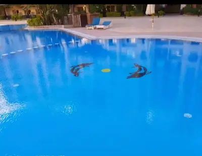 two dolphins swimming in a large blue pool at Florenza Khamsin Compound Deluxe Apartment C103 in Hurghada